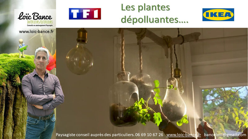 Paysagiste Seignosse les plantes depolluantes