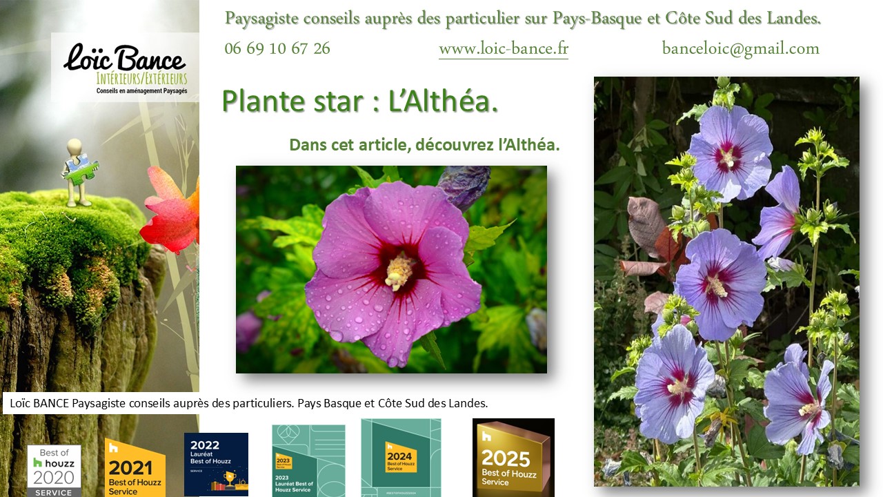 Fiche technique de l'Alth�a Hibiscus Seignosse Paysages