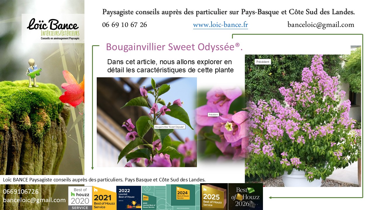 Seignosse Paysagiste Bougainvillier Sweet Odyss�e�