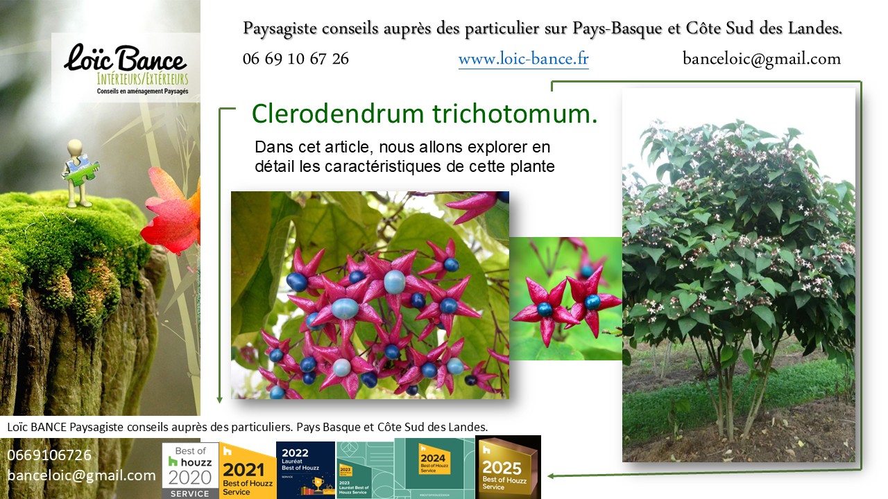 Seignosse Paysages Clerodendrum trichotomum Clerodendrum trichotomum